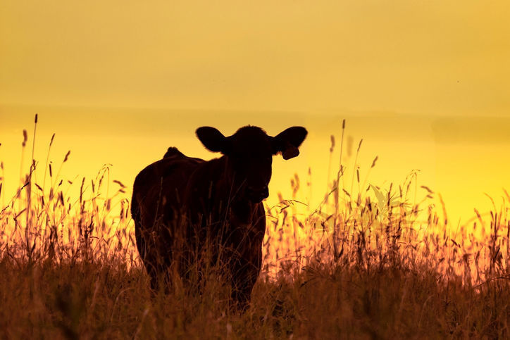 Cyber cow?